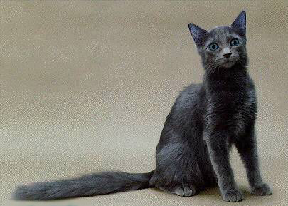 Nebelung 